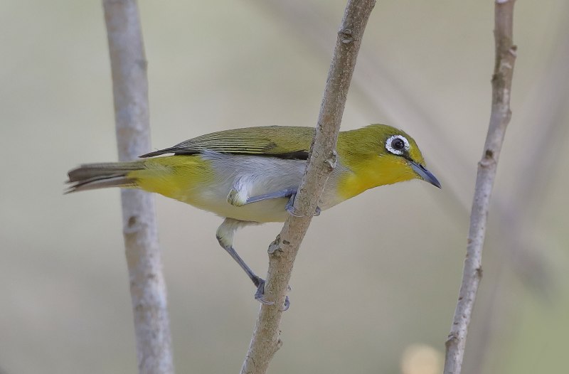 Птица Zosterops japonica