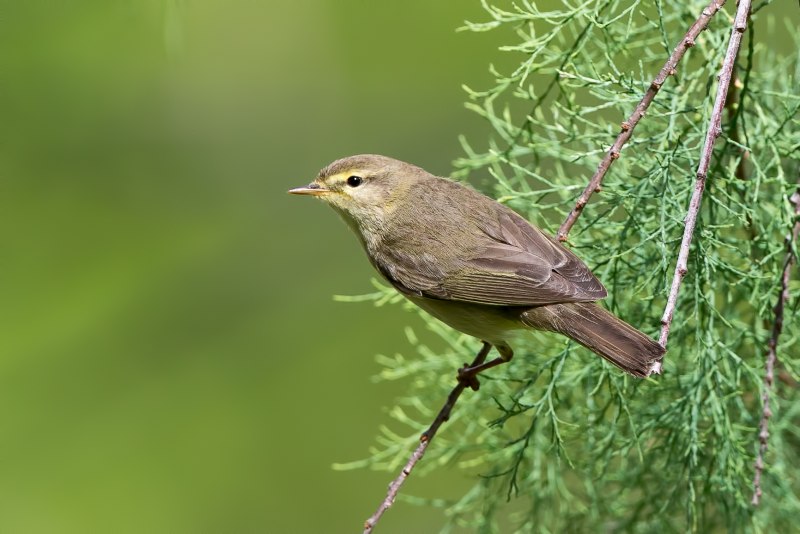 Среднеазиатская теньковка (Phylloscopus sindianus)