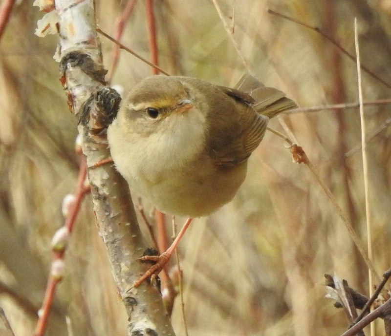 Жёлтобрюхая пеночка (Phylloscopus nitidus)
