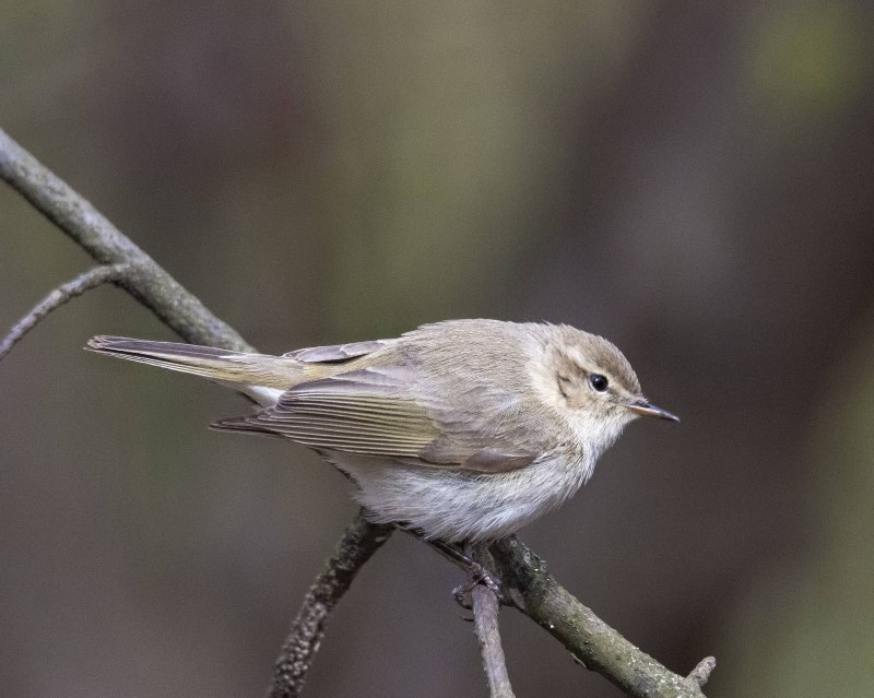 Жёлтобрюхая пеночка (Phylloscopus nitidus)