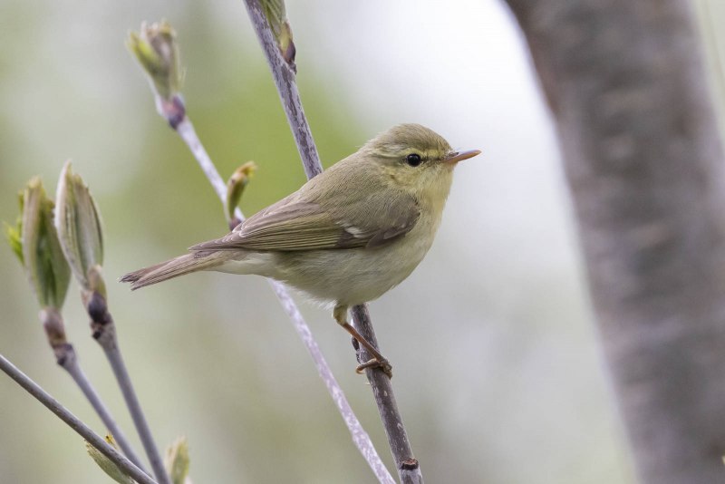 Пеночка-теньковка (Phylloscopus collybita)