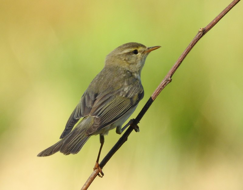 Пеночка-весничка Phylloscopus trochilus