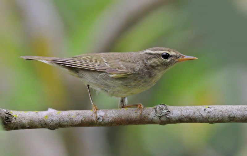 Садовая камышевка – Acrocephalus dumetorum