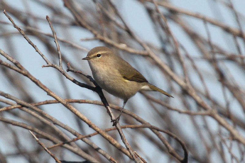 Среднеазиатская теньковка (Phylloscopus sindianus)