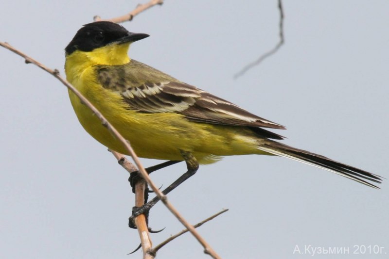 Бледноногая пеночка (Phylloscopus tenellipes)