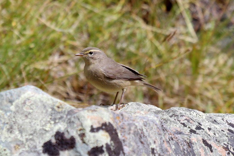 Толстоклювая пеночка (Phylloscopus schwarzi)