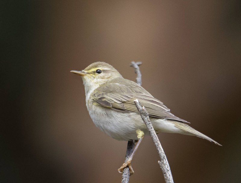 . Пеночка-Таловка – Phylloscopus Borealis