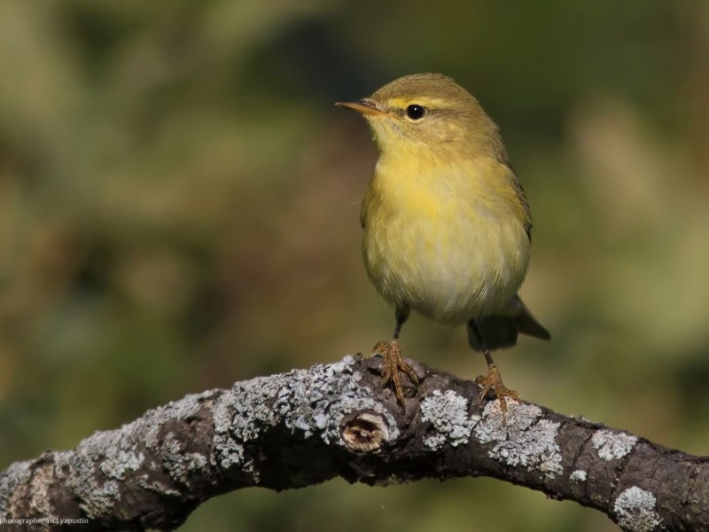 Phylloscopus collybita ест