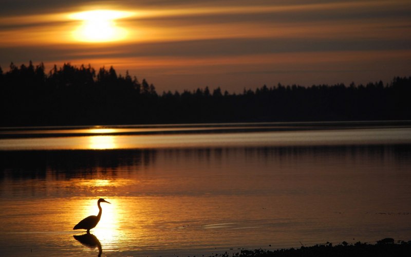 Horizon, reflection, Heron, Evening