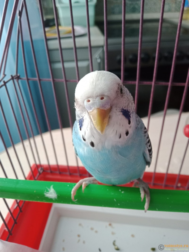 Ванночка little Angel Жемчужинка