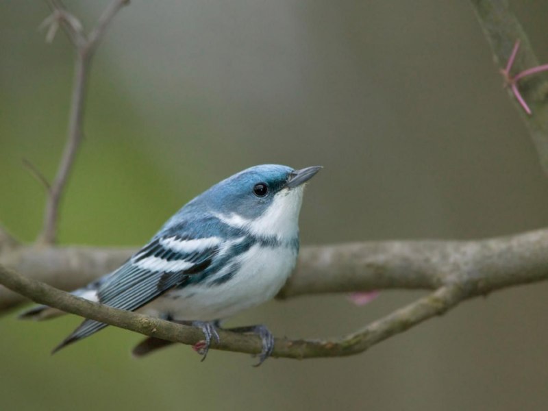 Backyard Birds of Washington