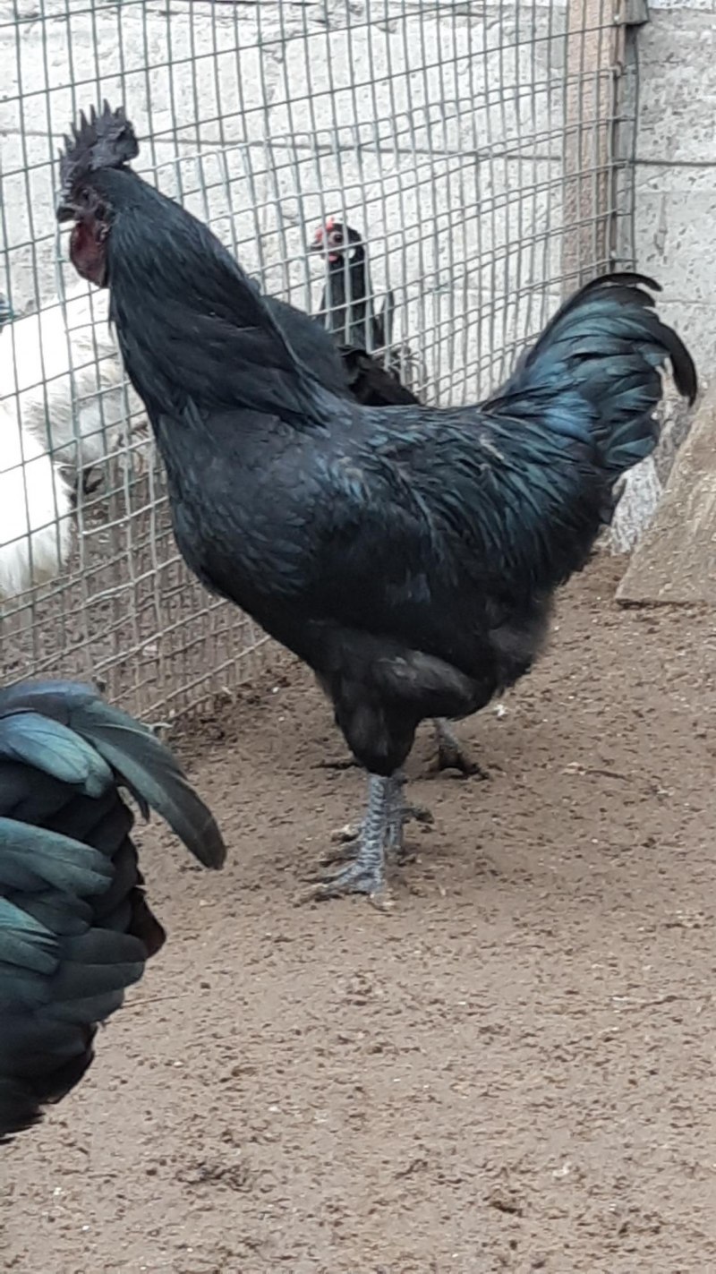 Лакеданзи и Ухейилюй