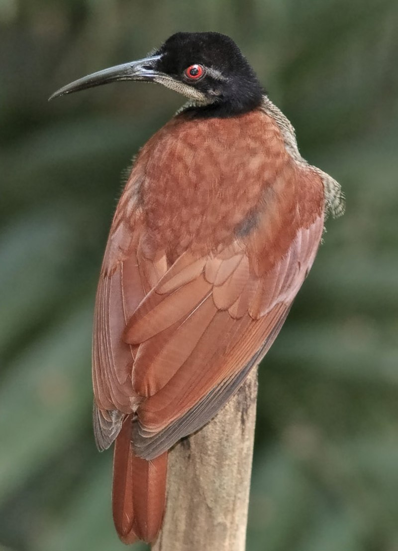 Seleucidis melanoleucus