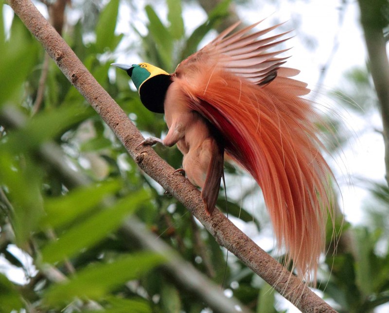 Paradisaea Rudolphi
