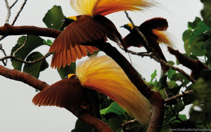 Paradisaea apoda