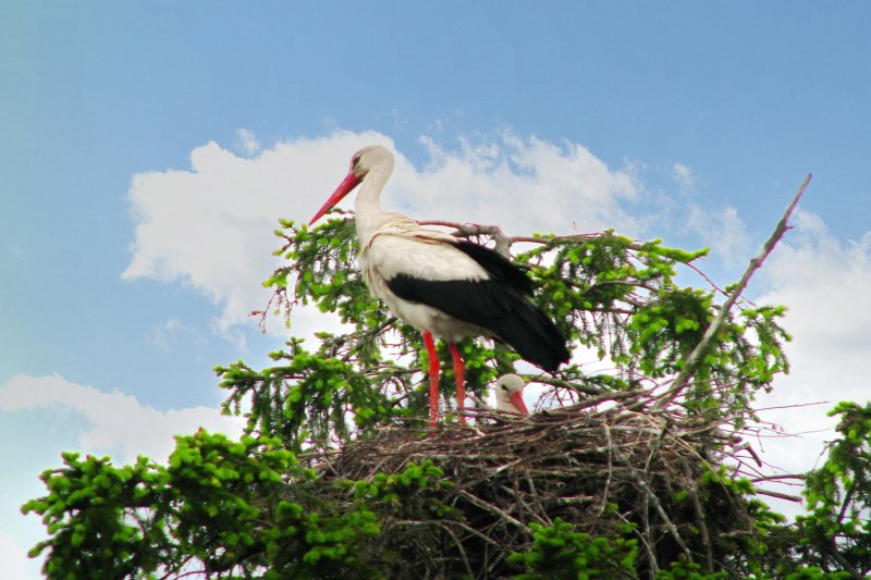 Аиста (Ciconia