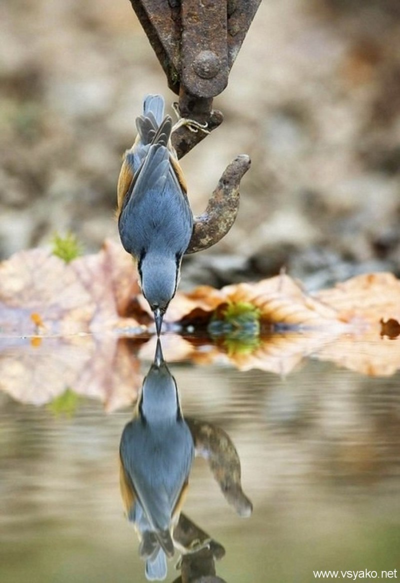 Отражение животных в воде