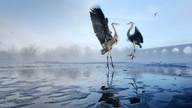 Отражение птицы в воде