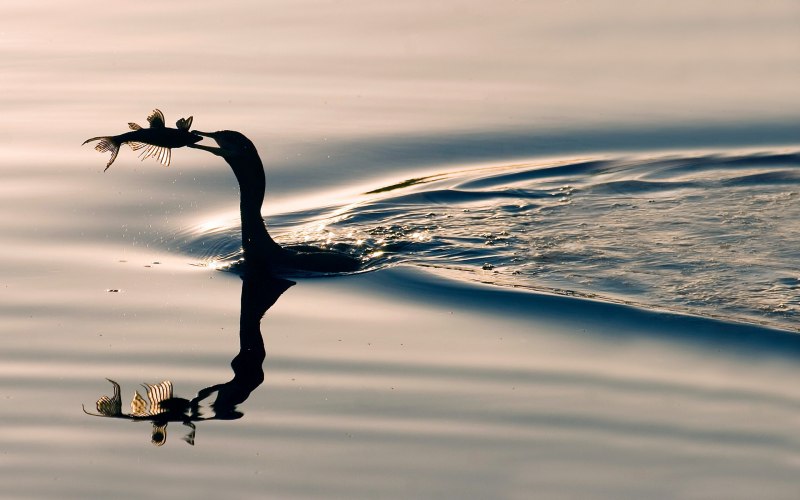 Отражение птицы в воде