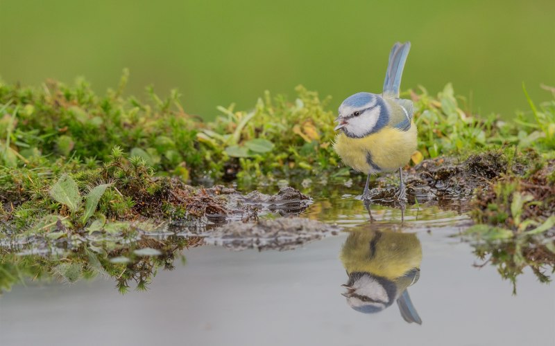 Синицы у воды