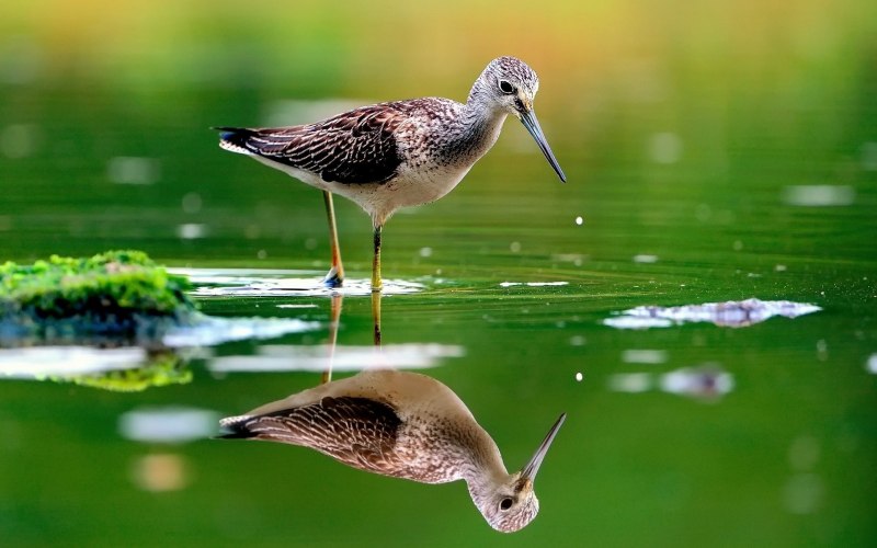 Отражение лебедя в воде