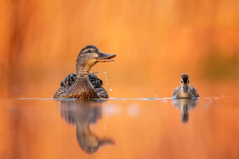 Отражение птицы в воде