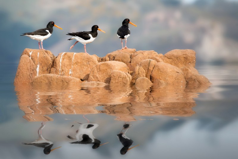 Отражение животных в воде