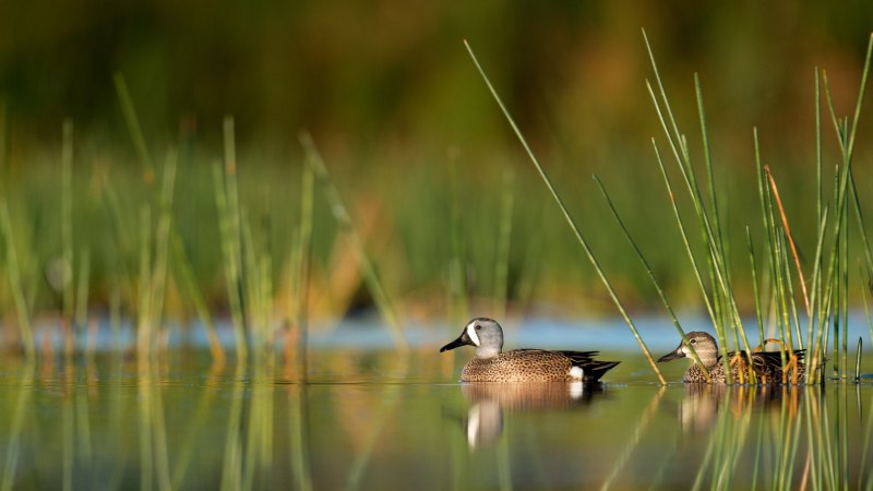 Отражение птицы в воде
