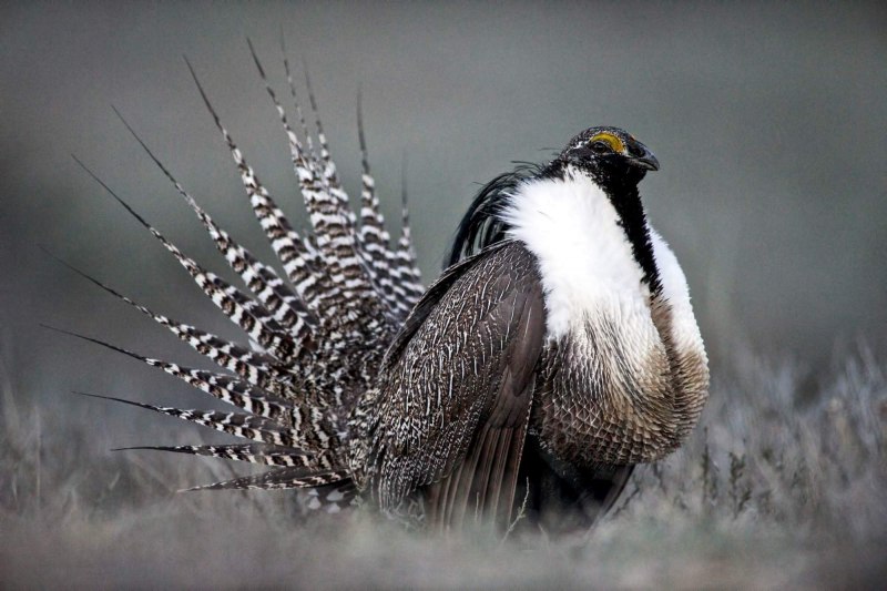 Sage Grouse птица