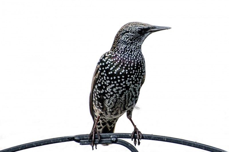 Камбоджийский скворец (Sturnus burmannicus)