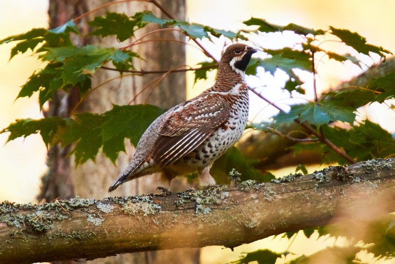 Bonasa umbellus