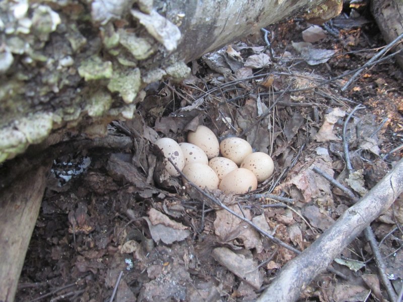 Рябчик (Bonasa bonasia)