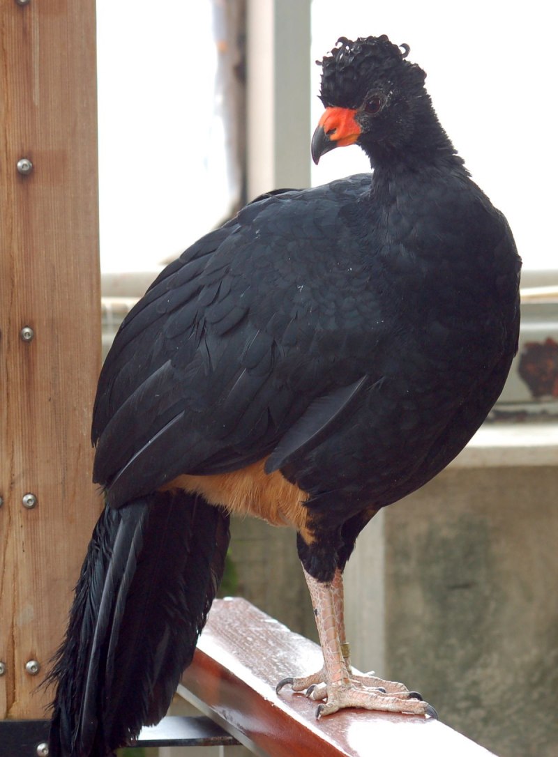 Хохлатый Кракс