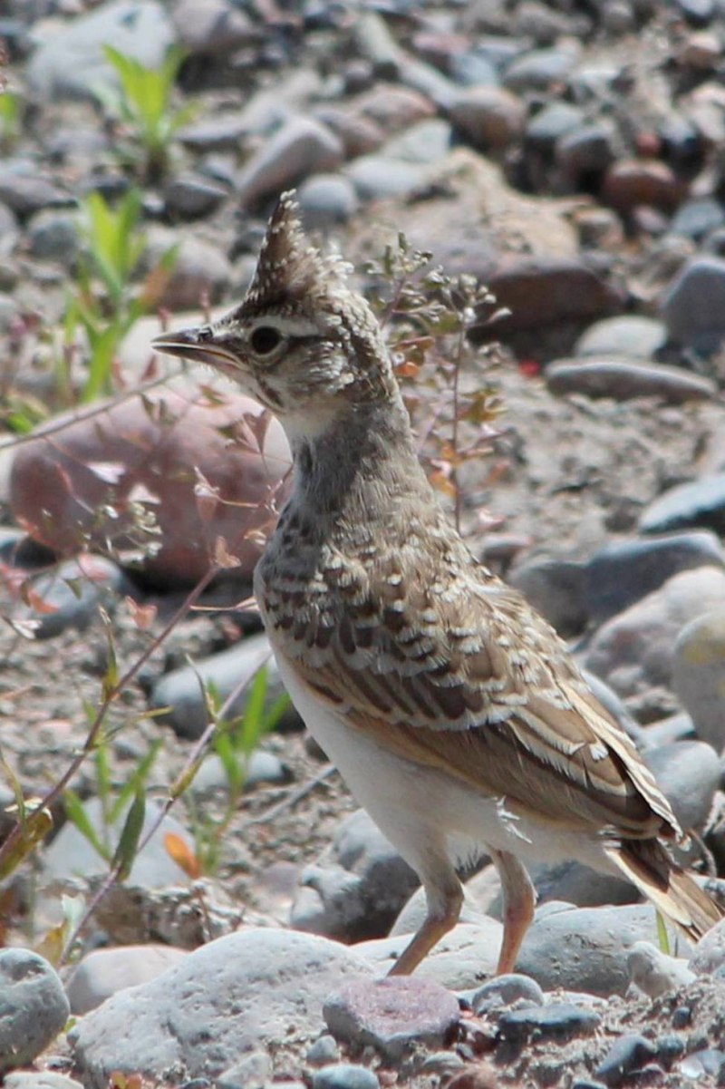 Galerida cristata
