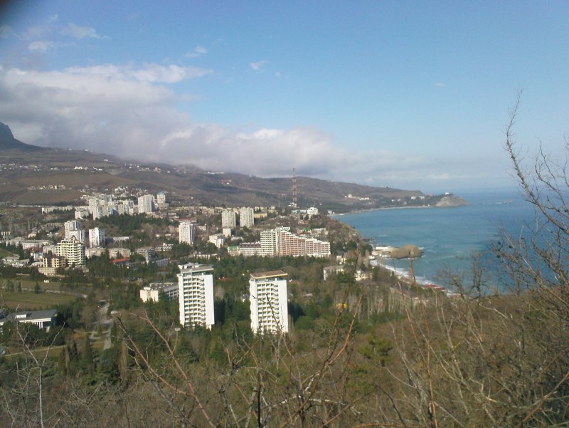 Баклан Крымский птица