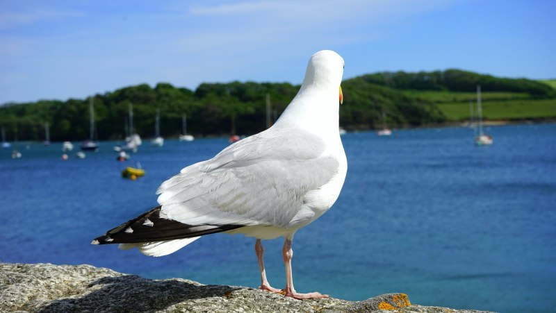 Чайка Seagull