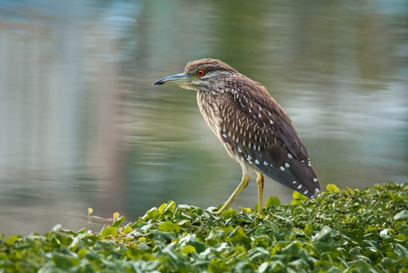 Black crowned Night Heron