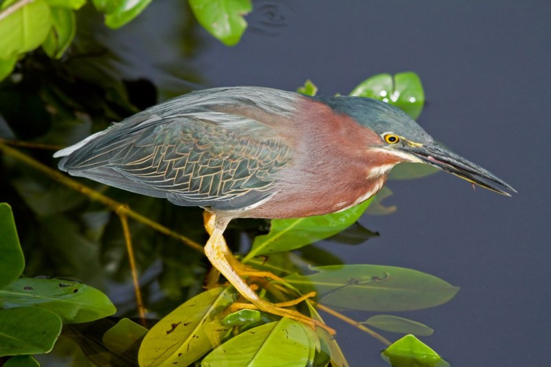 Обыкновенная кваква nycticorax nycticorax