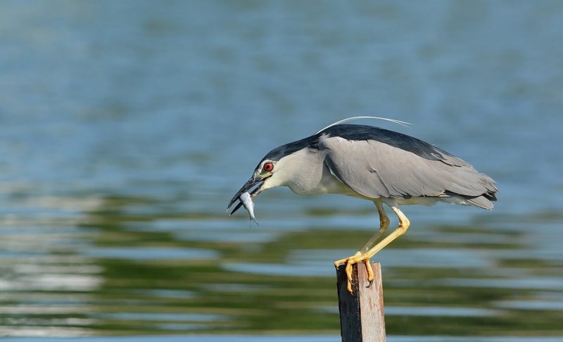 Кваква (nycticorax nycticorax)