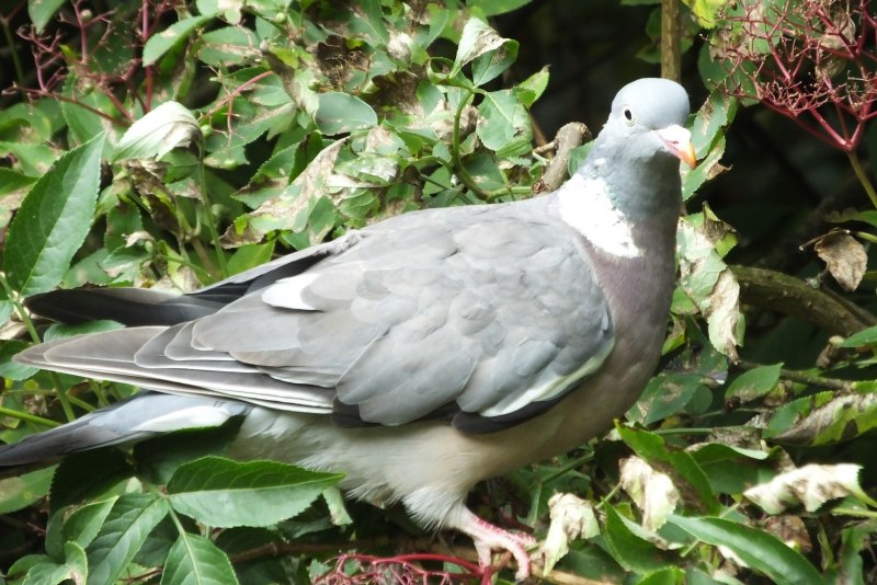The common Wood Pigeon (Columba palumbus)