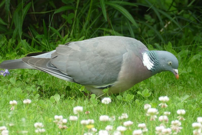 Вяхирь (Columba palumbus l.)