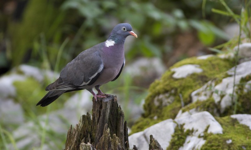 Вяхирь (витютень, Лесной голубь) (лат. Columba palumbus