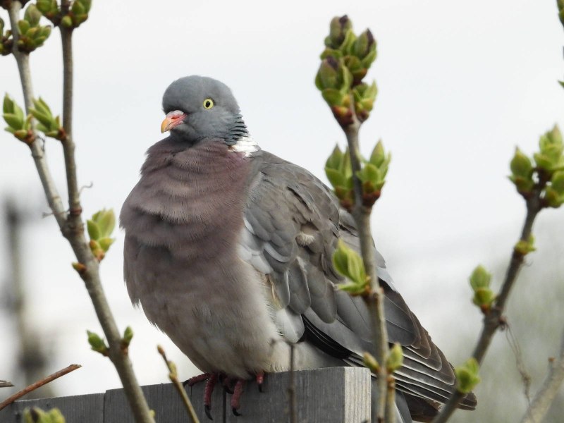 Columba palumbus (вяхирь или витютень)