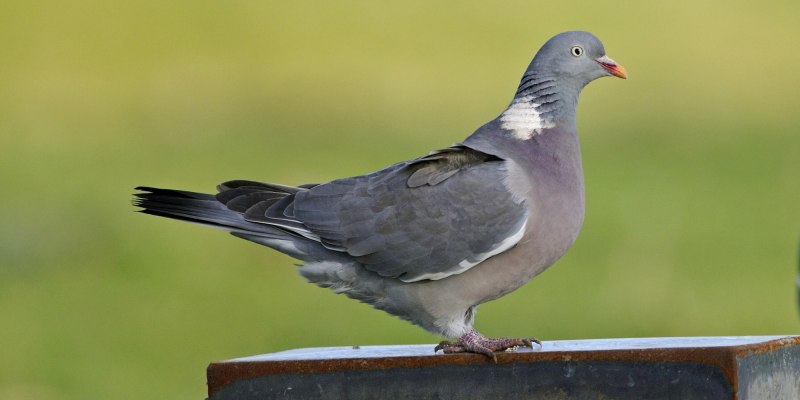 Ibisг Pigeon