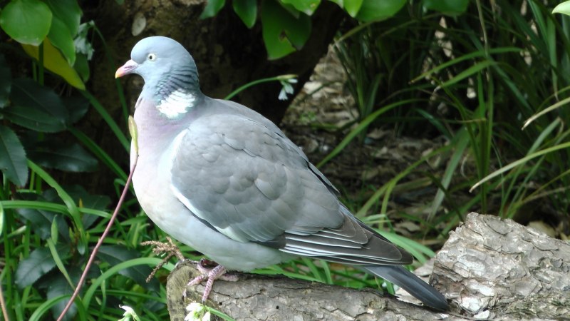 Серебристоспинный голубь Columba jouyi