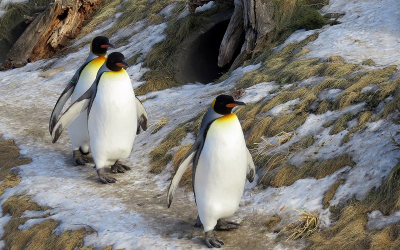 Пингвин зимой (53 фото)