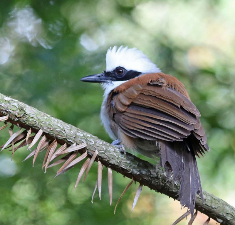 Garrulax leucolophus