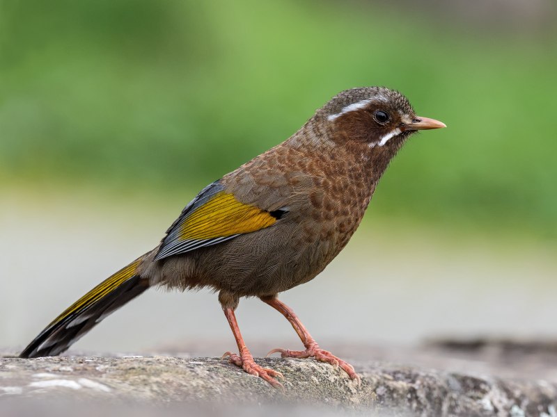 Garrulax morrisonianus
