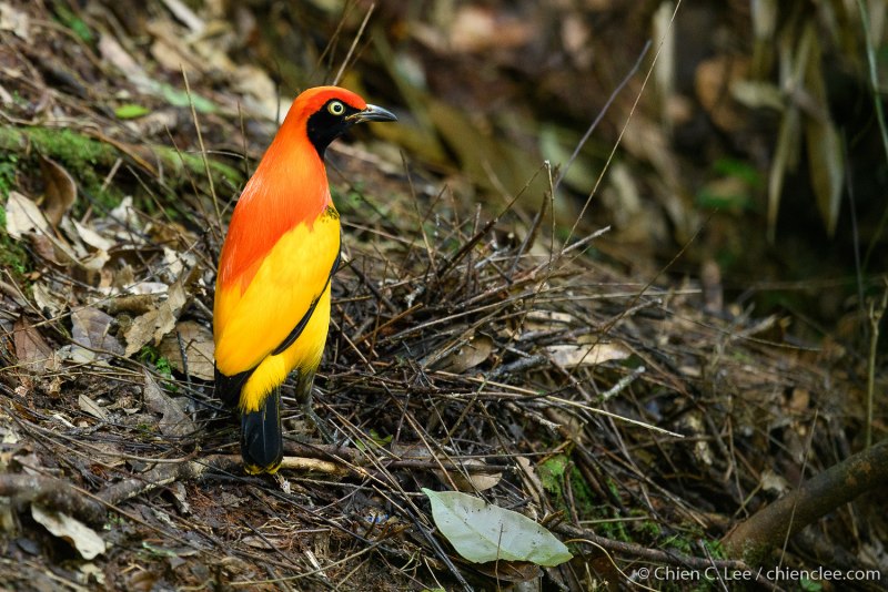 Полосатая кустарница (Garrulax lineatus)