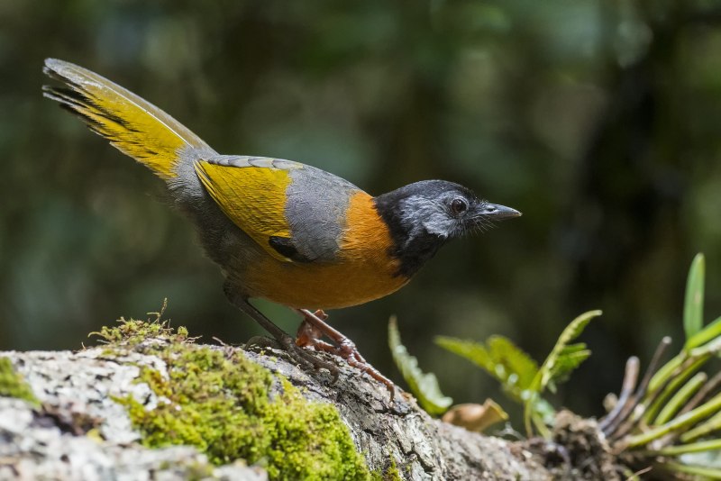 Rufous-Chinned Laughingthrush